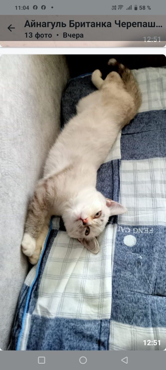 Котята мальчики и девочки 1.5месяцамесяца