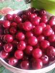 Продам вишню крупная сочная