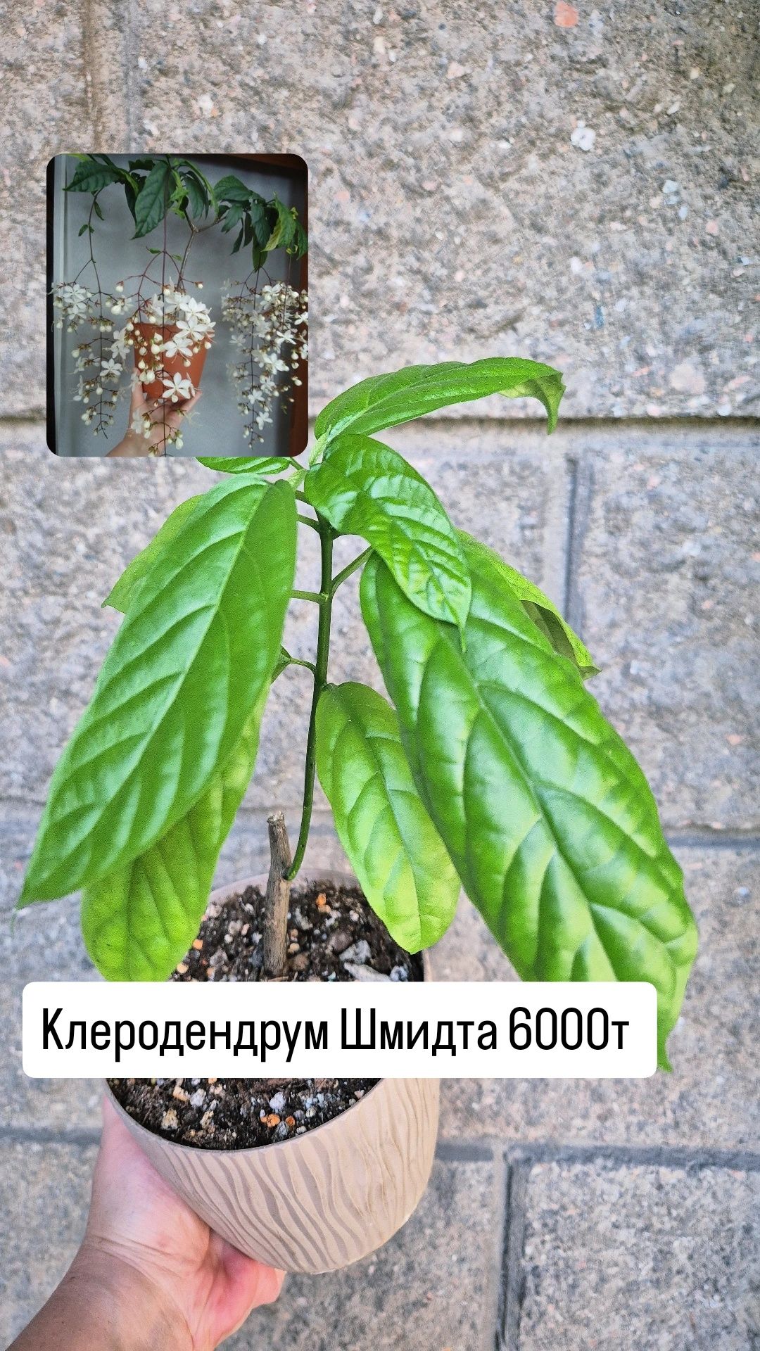 Комнатные растения Табернемонтана, Клеродендрум Шмидта