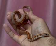 Маисовый полоз, морфа - «Hypo Tessera Motley»
