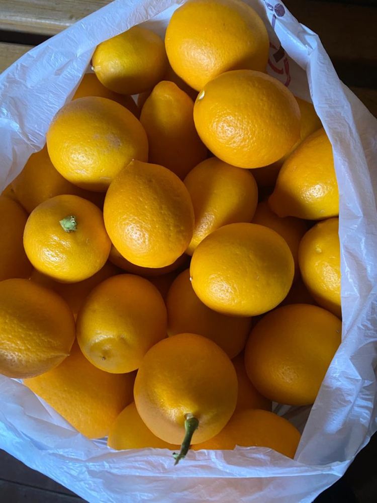 Продам лимоны из местного Лимонария и мед с местной пасеки!