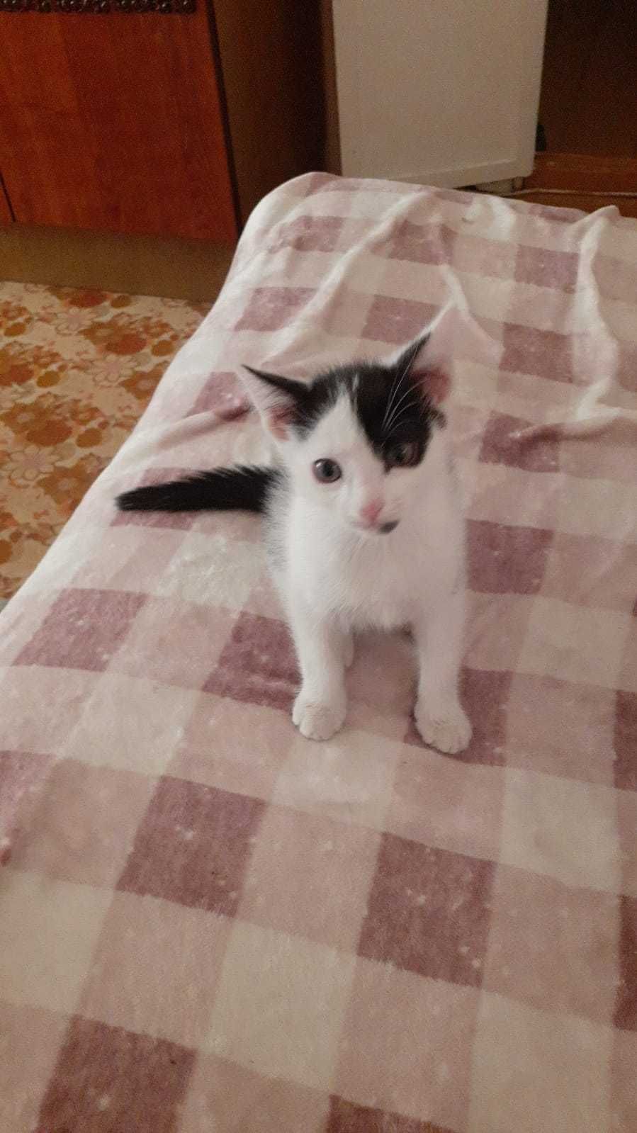 Котята в хорошие, добрые руки