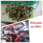 Продам разные комнатные цветы