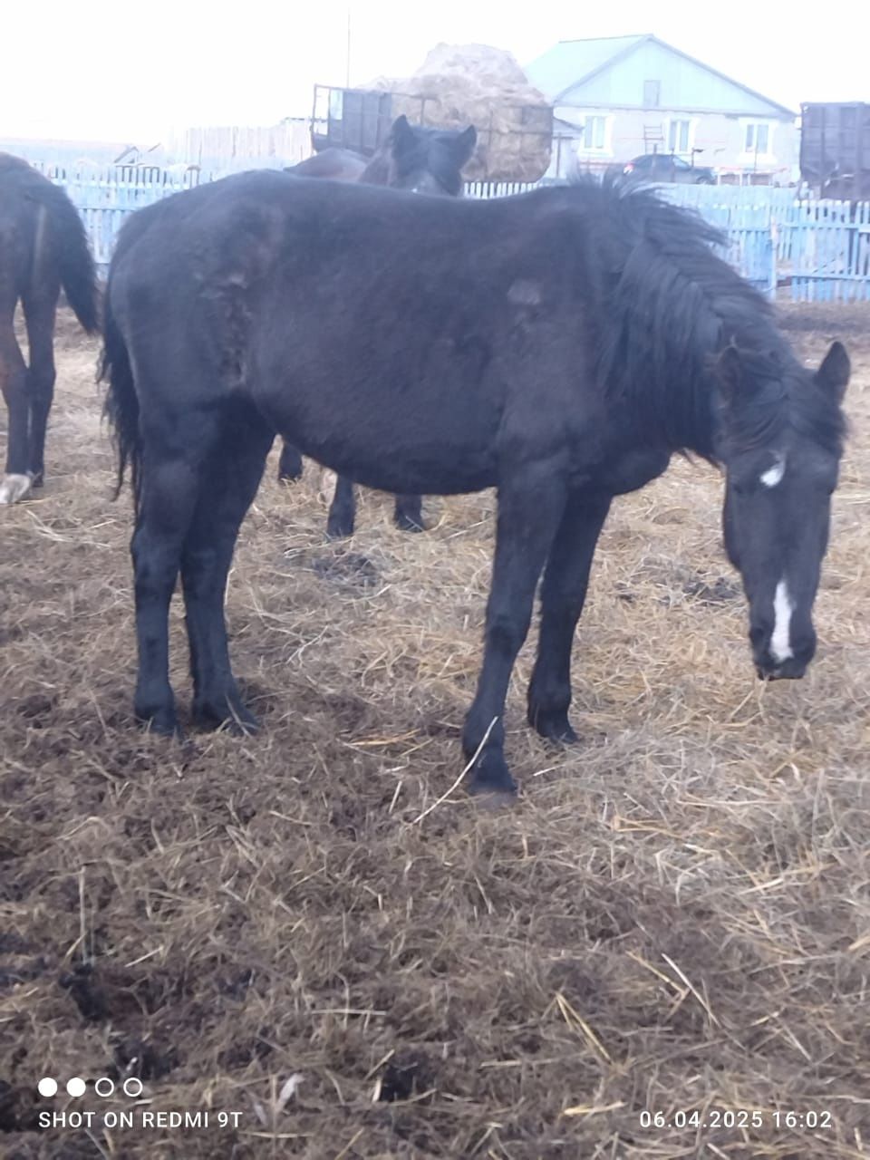 Продам лошадей жеребые