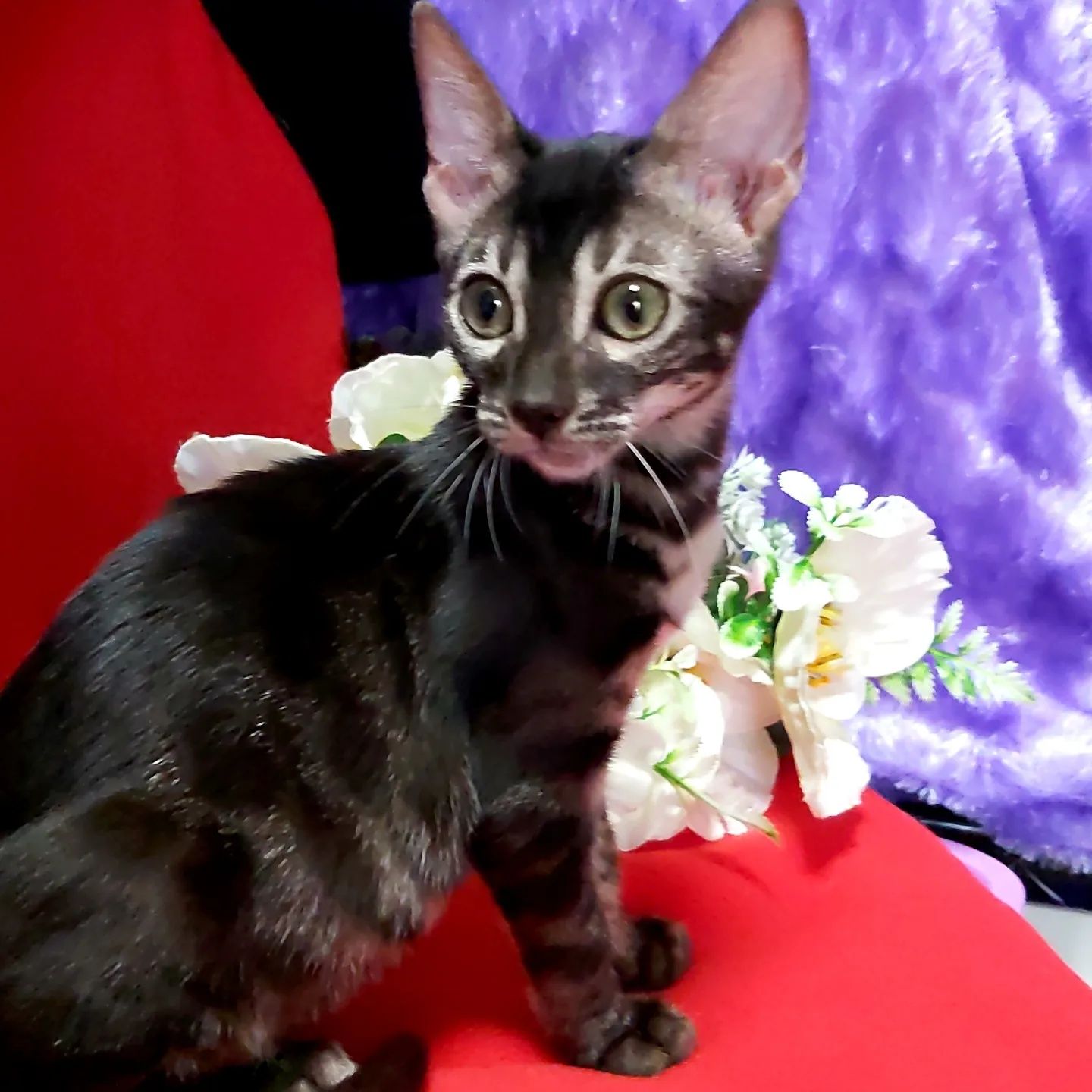 Lux Bengal cats. ЧЕРНЫЕ бенгалы
