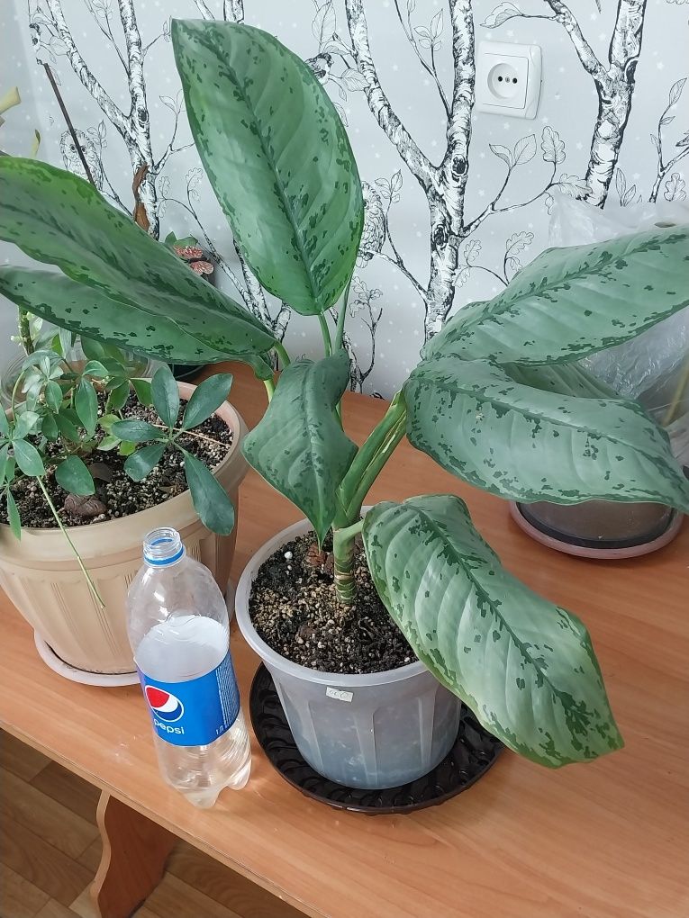Комнатные цветы,домашние