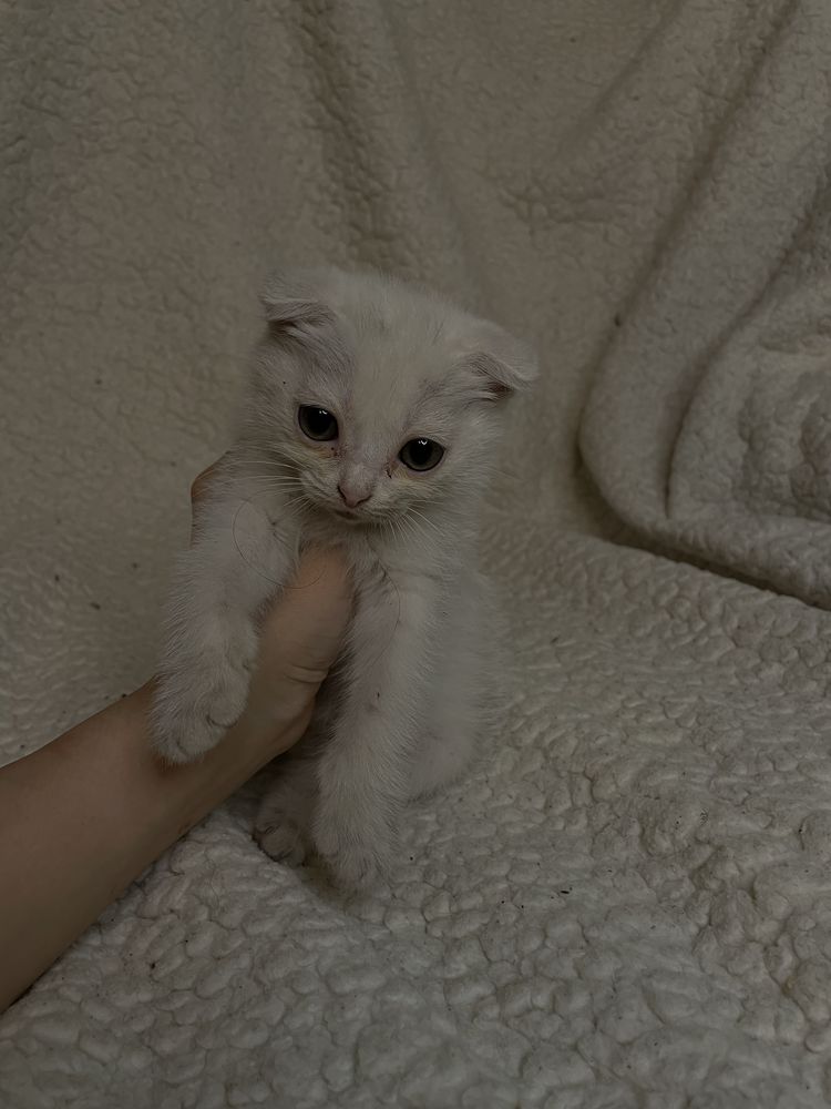 Продам котят метисов