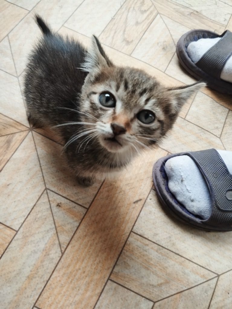 Отдам котят в добрые руки :3