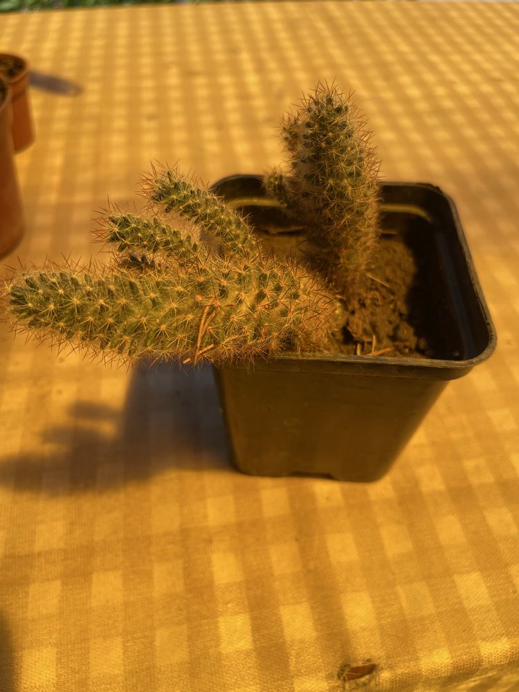 Продам разные кактусы
