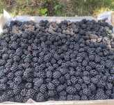Вкусная,спелая ягода