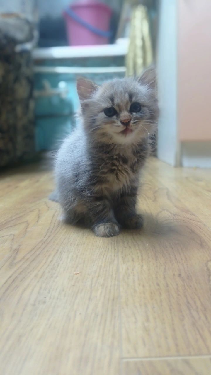 Котята ищут свои семьи.