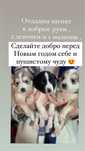 Отдадим красивых щенят бесплатно