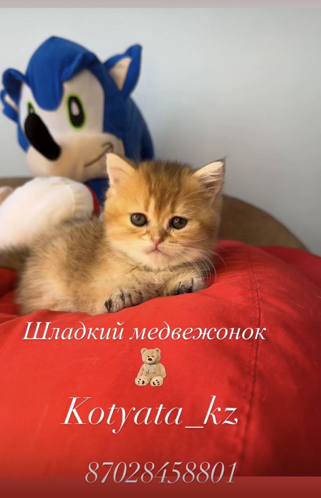Золотые шиншиллы с полным пакетом документов