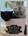 Отдаем котят в добрые руки