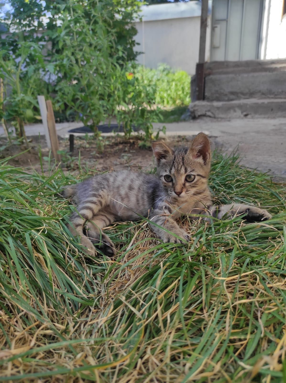 Отдам котят в добрые руки!