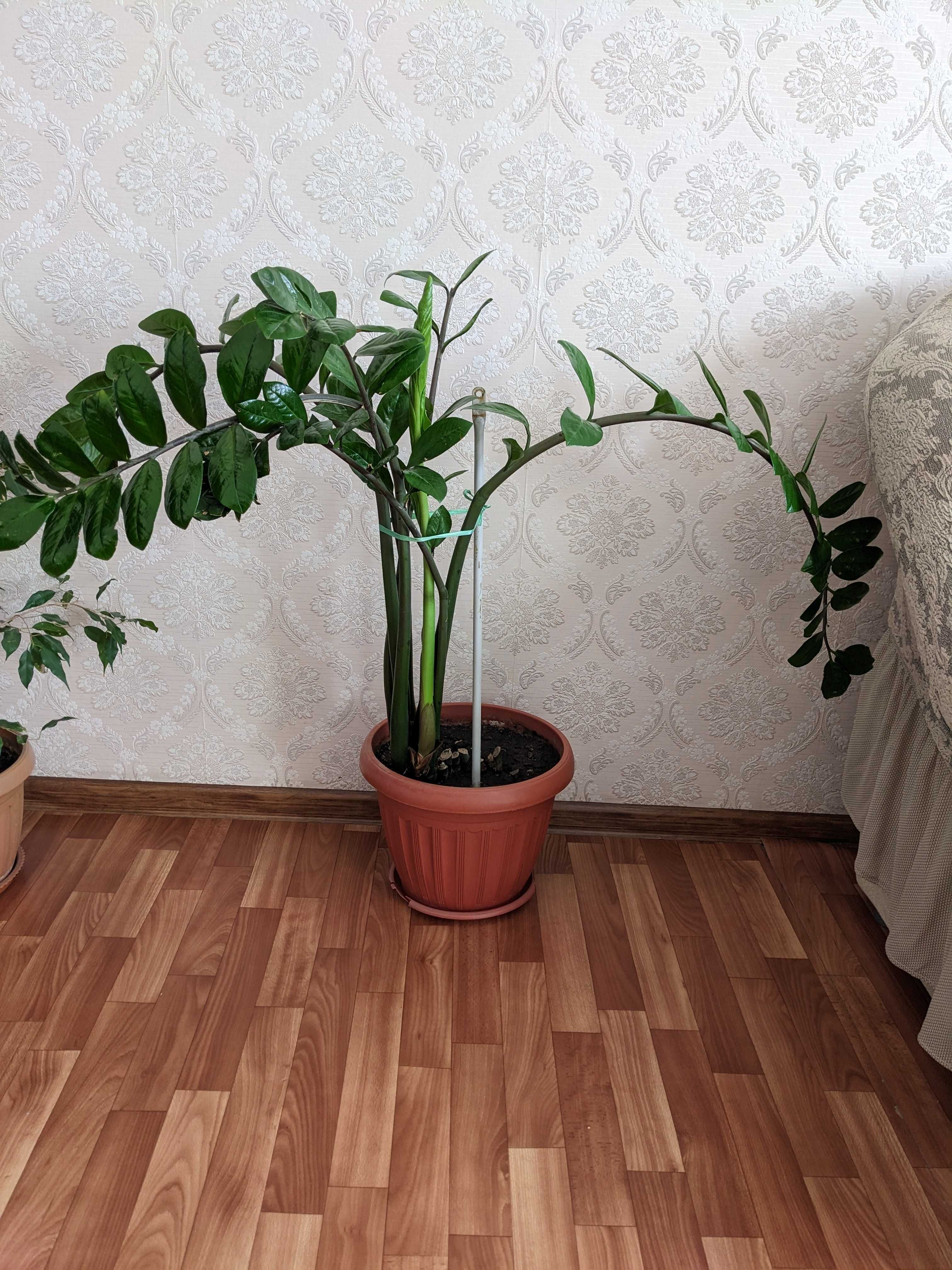 Домашнее растение в горшке.