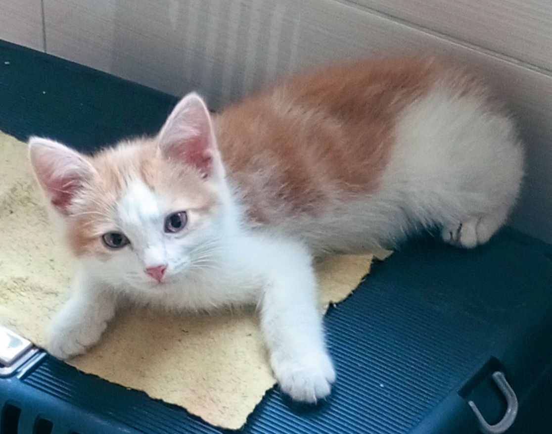 Котенок в добрые ручки