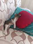 Отдам кошку в хорошие руки