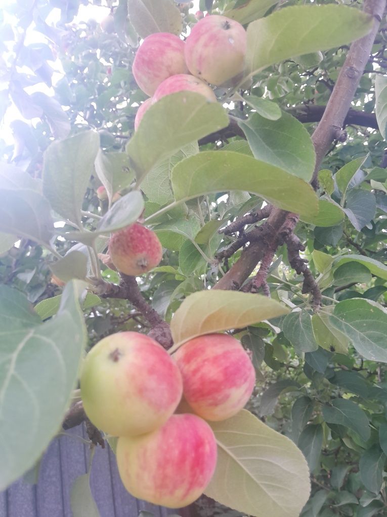Ракетки домашние