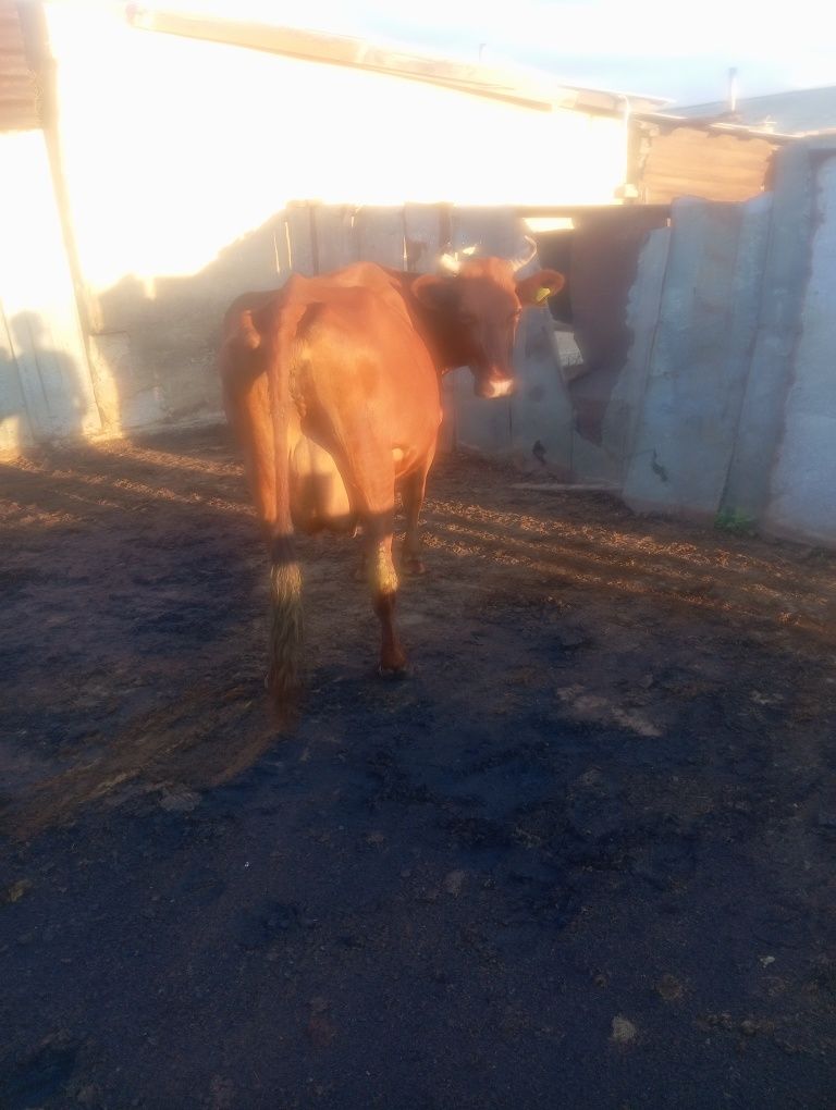 Жағдайы жақсы биік сиыр