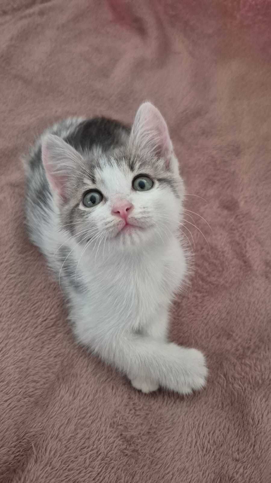 Котенок в добрые руки