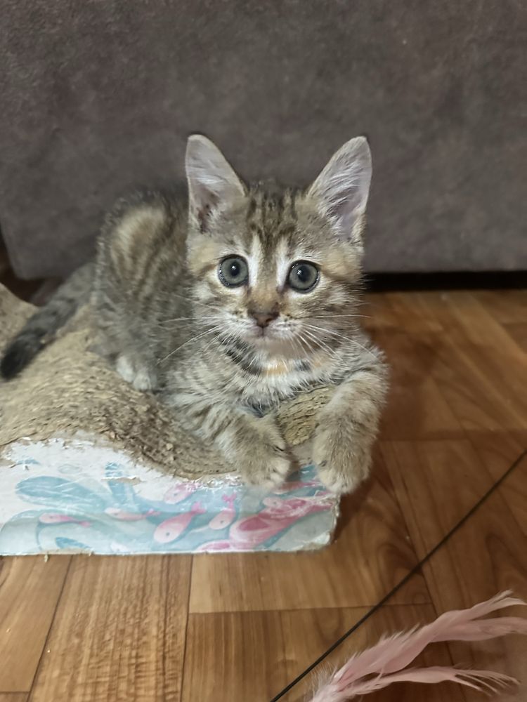Котенок ищет дом