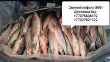 Кефаль свежий 800 тг!