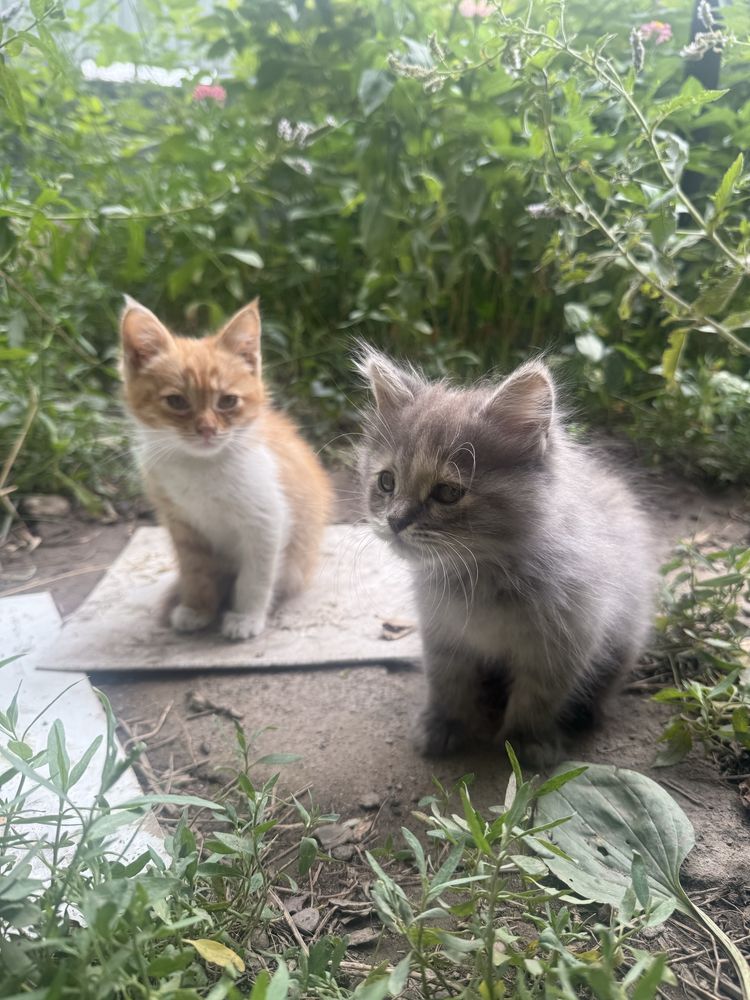 Котята ищут любящую семью