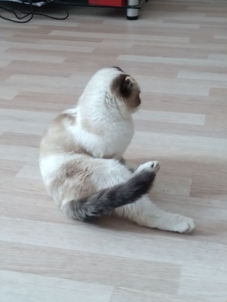 Продам породистую кошку