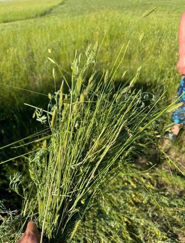 Продам сено Житник.продам сено с доставкой не менее 300/ 400доставка б