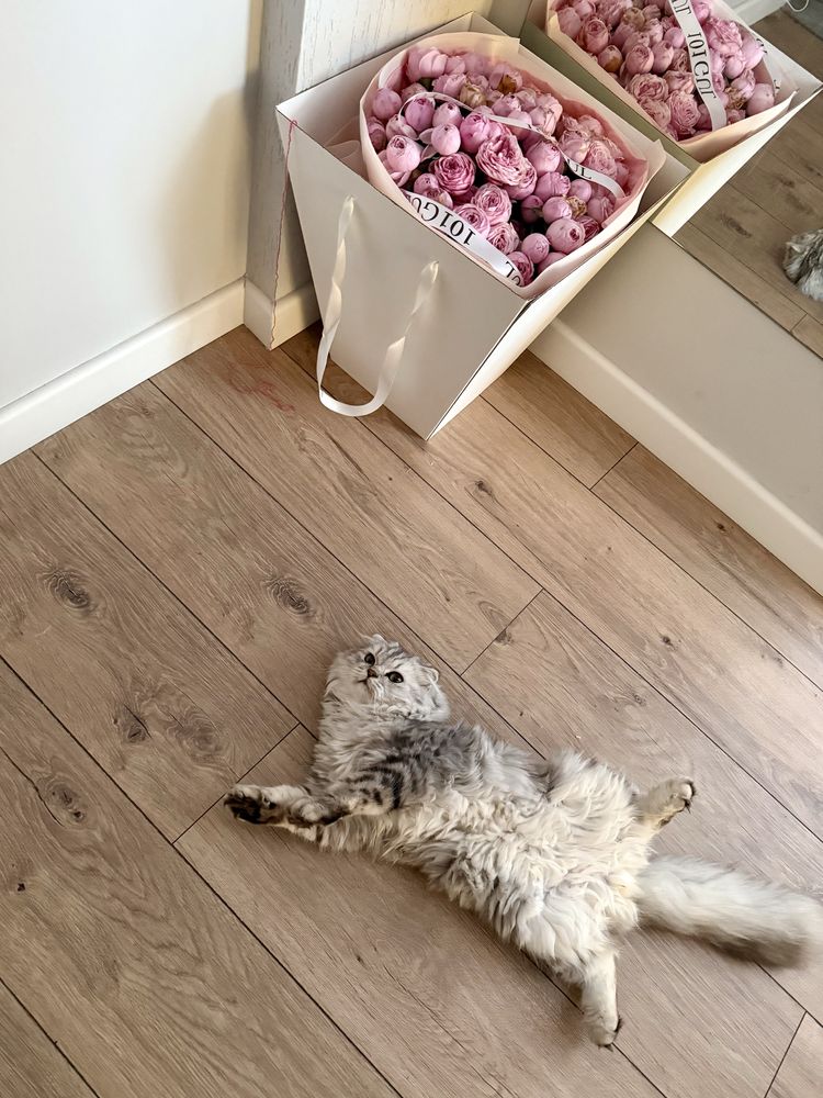 Котенок. Мысық. Кот. Кошка