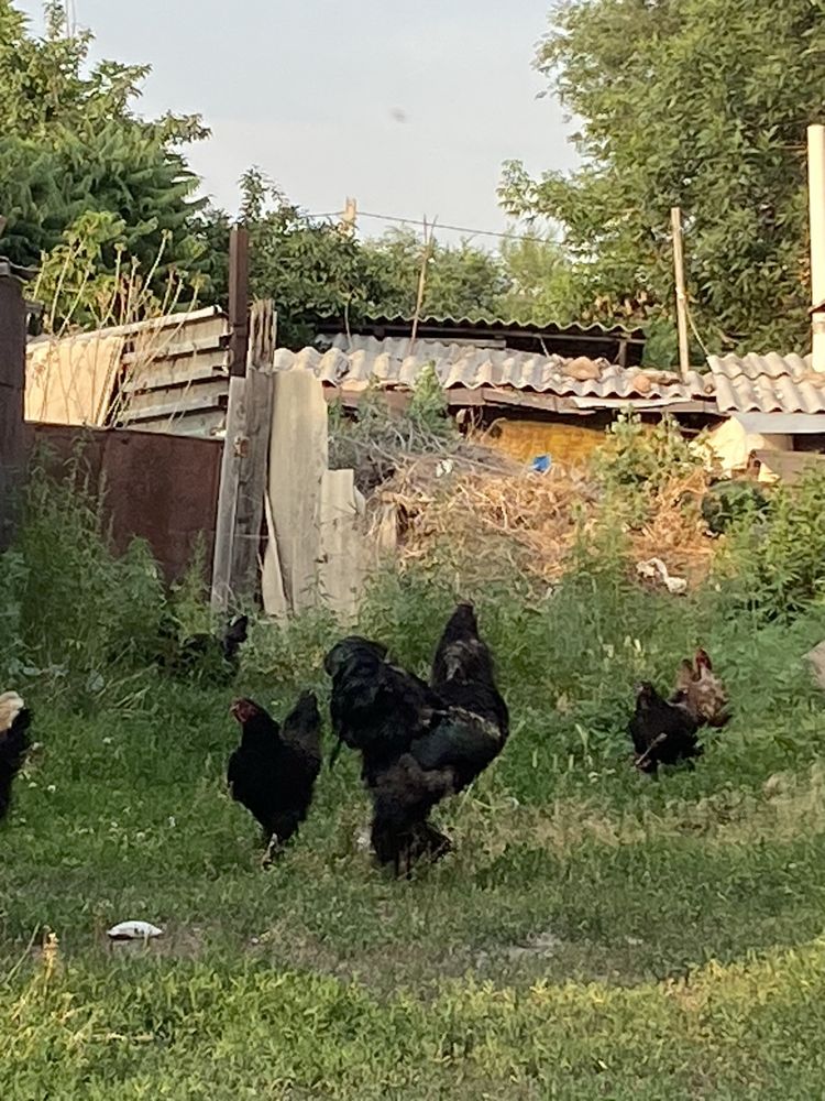 Продам куры 5000.