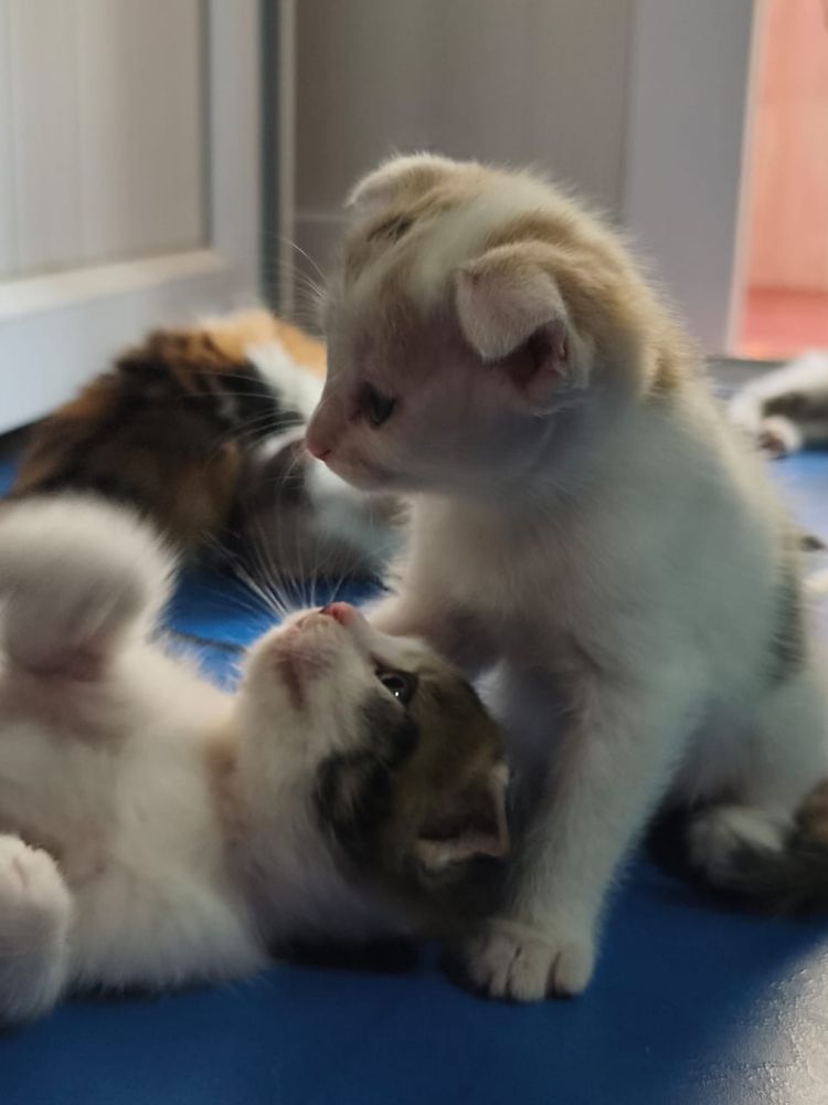 Котята 4 вислоухие . Мать чистая отец нет