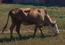 Продам стельную корову
