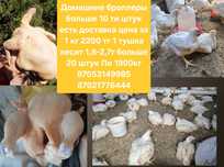 Курица броллерные