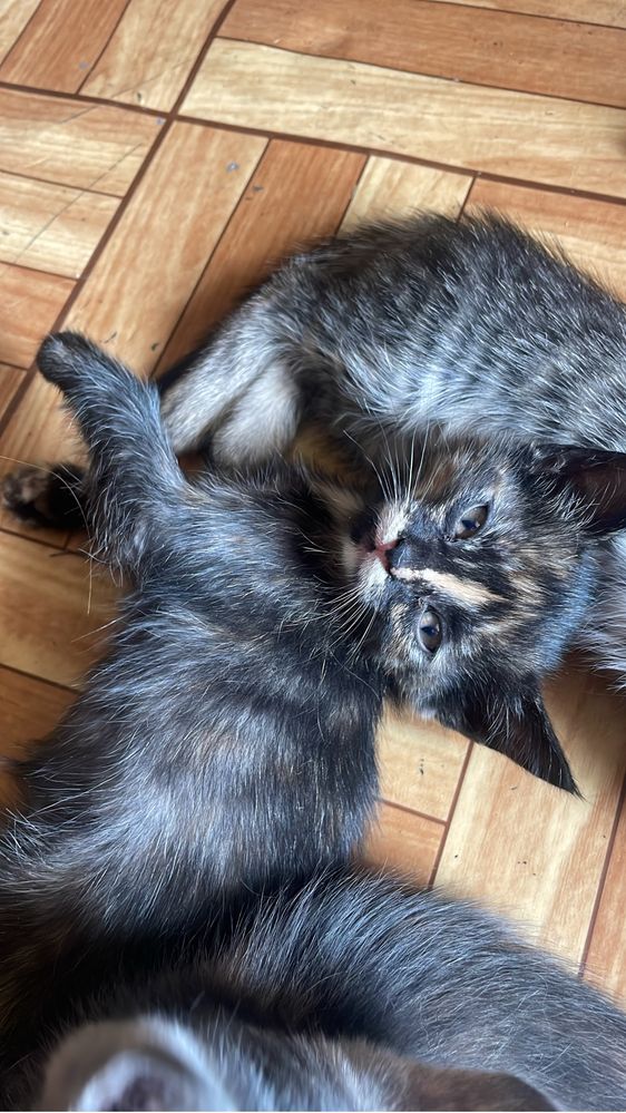 Отдам котят в хорошие руки