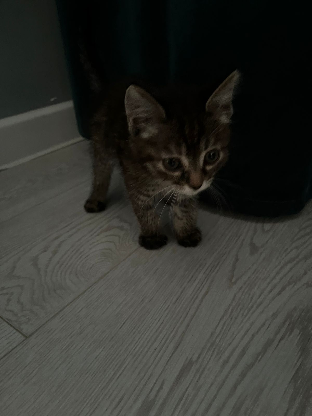 Отдам котёнка в хорошие руки