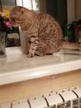 Скоттиш Фолд в добрые руки