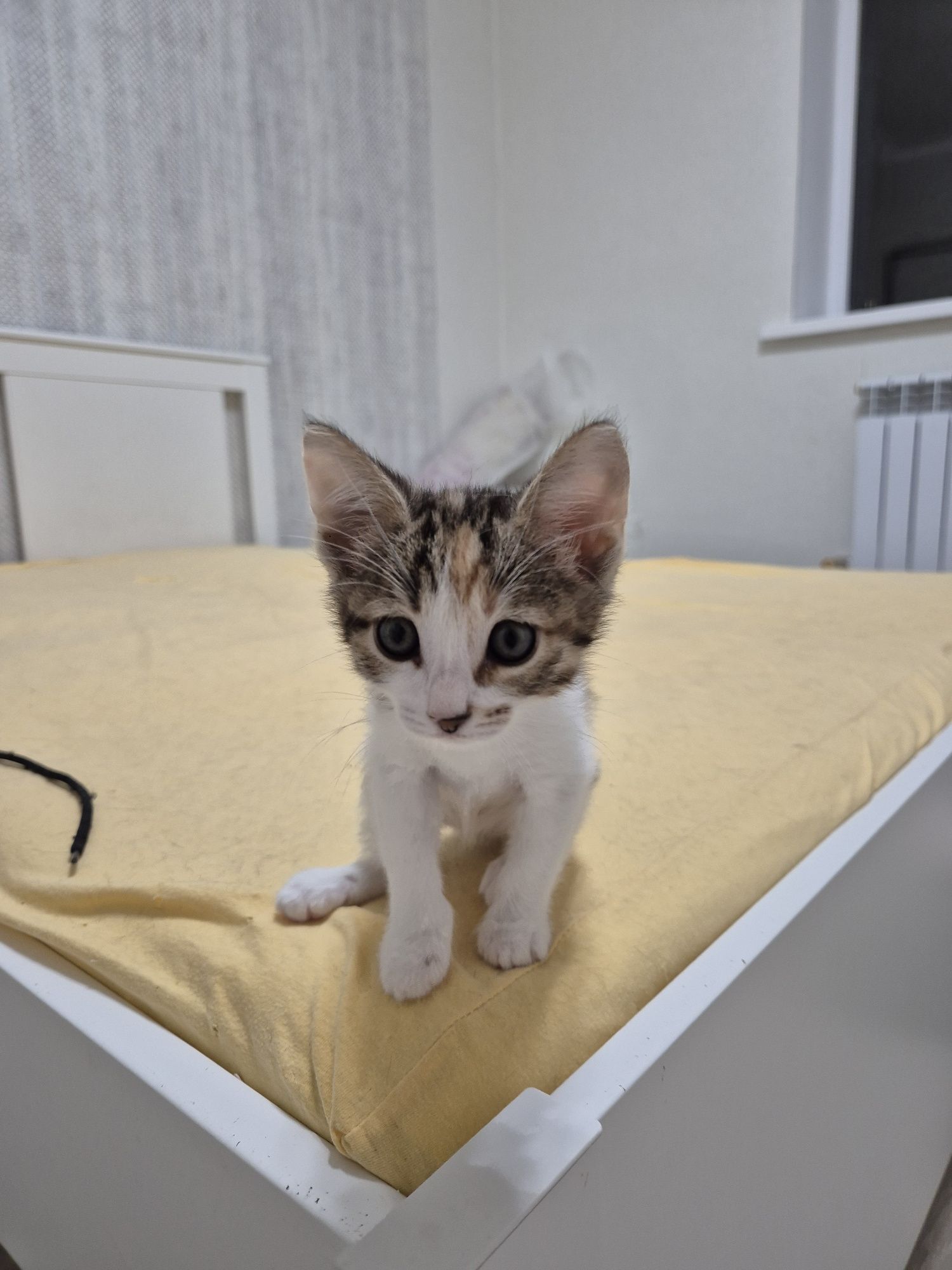Котята девочки в добрые руки