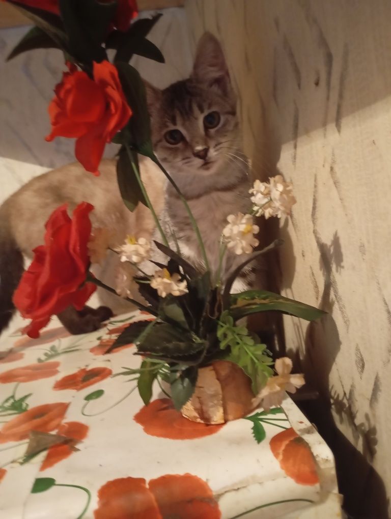 Котята ищут дом и любящих хозяев.