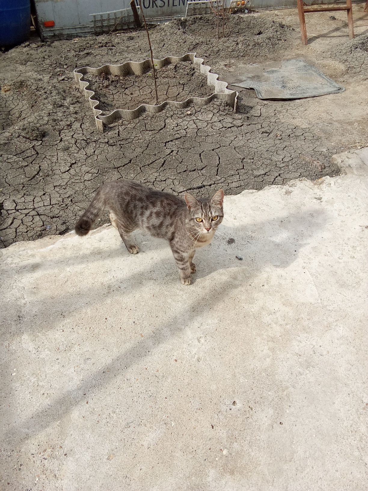 Отдам даром, котика