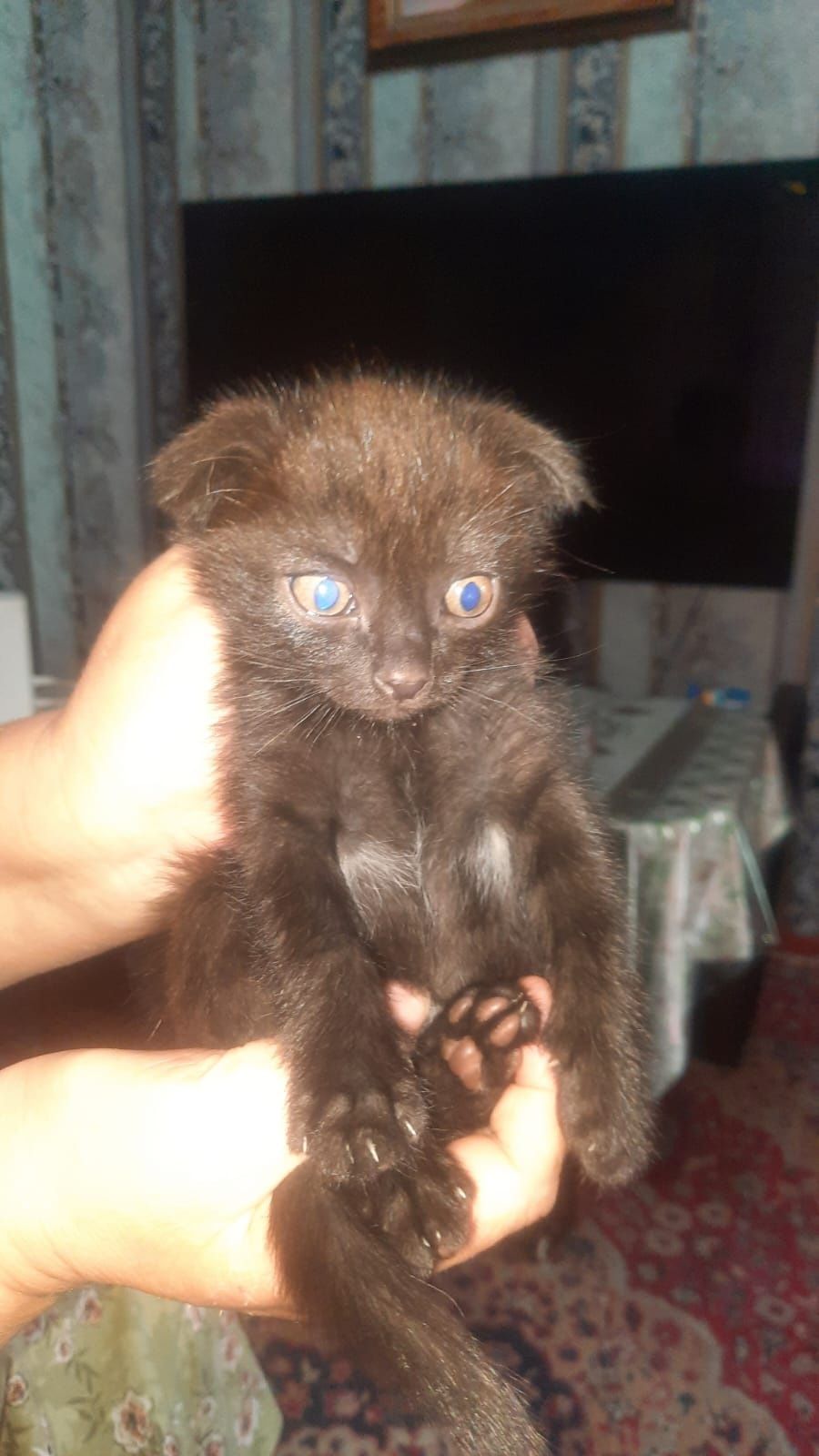 Отдам котят в добрые руки