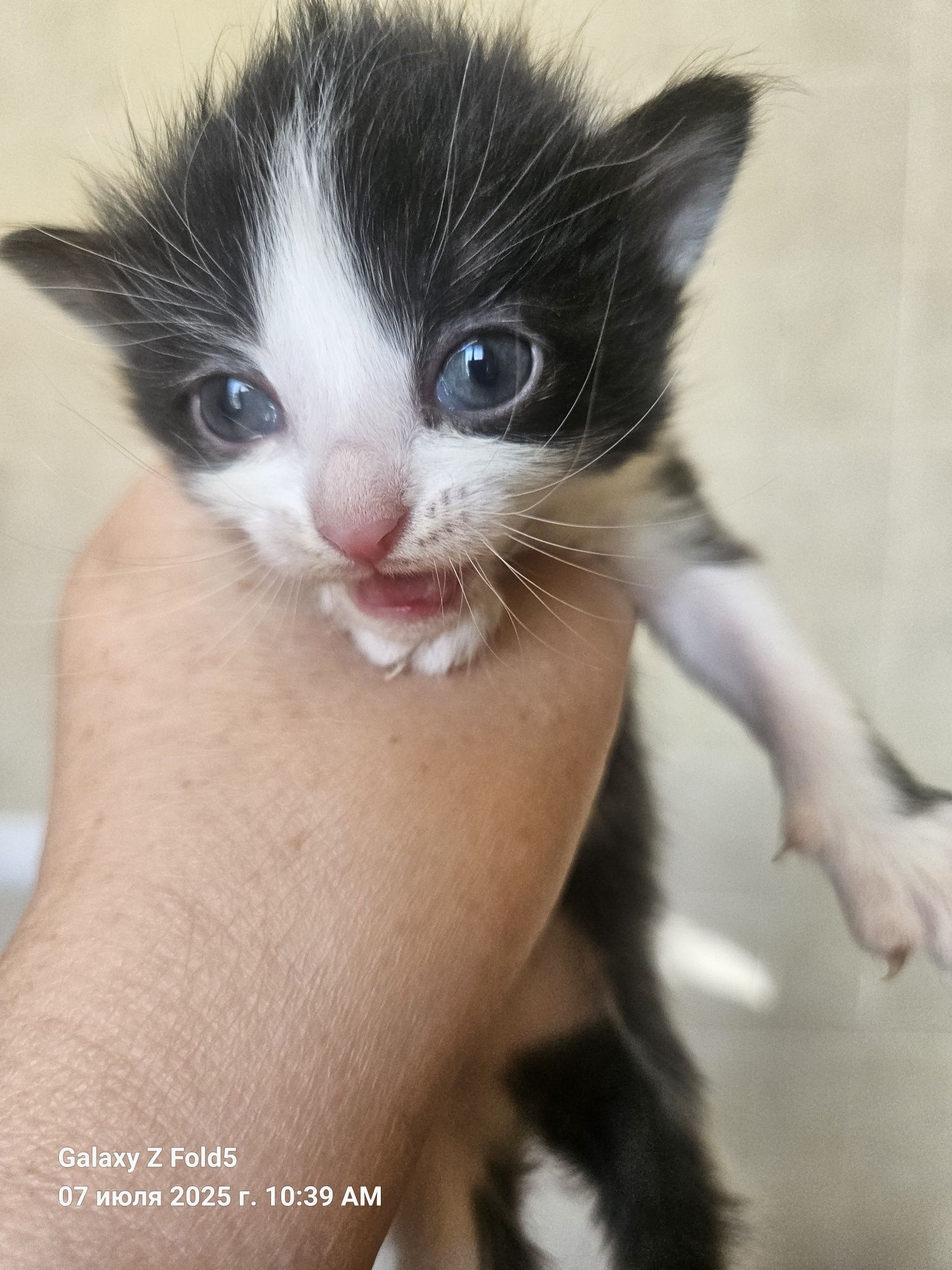 Отдам котят в хорошие руки