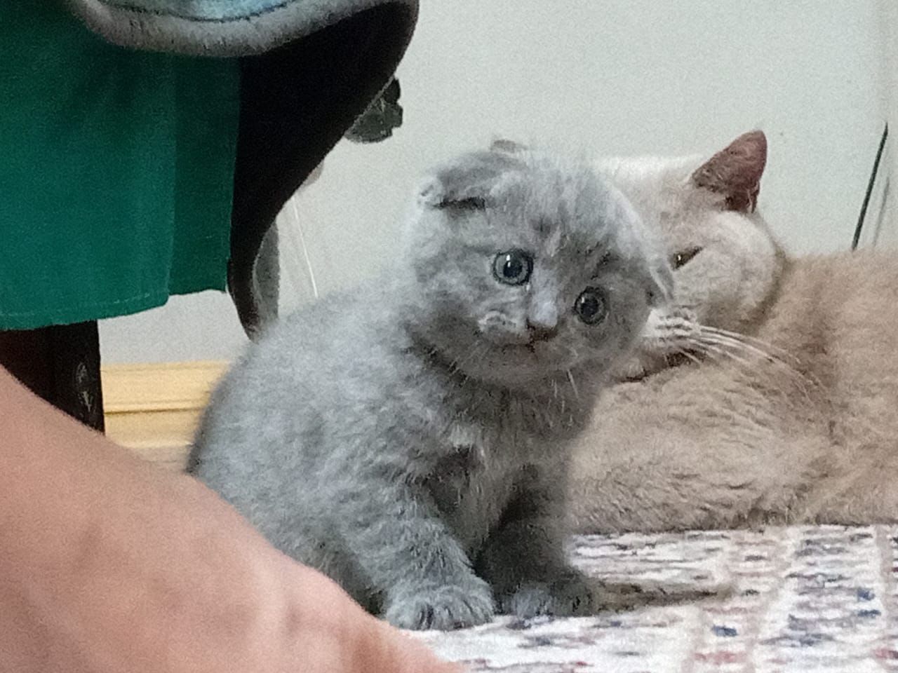 Котик,кот,вязка,ищем кошечку,британец,скотиш фолд