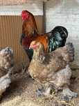 Инкубационное яйцо брама куропатчатая