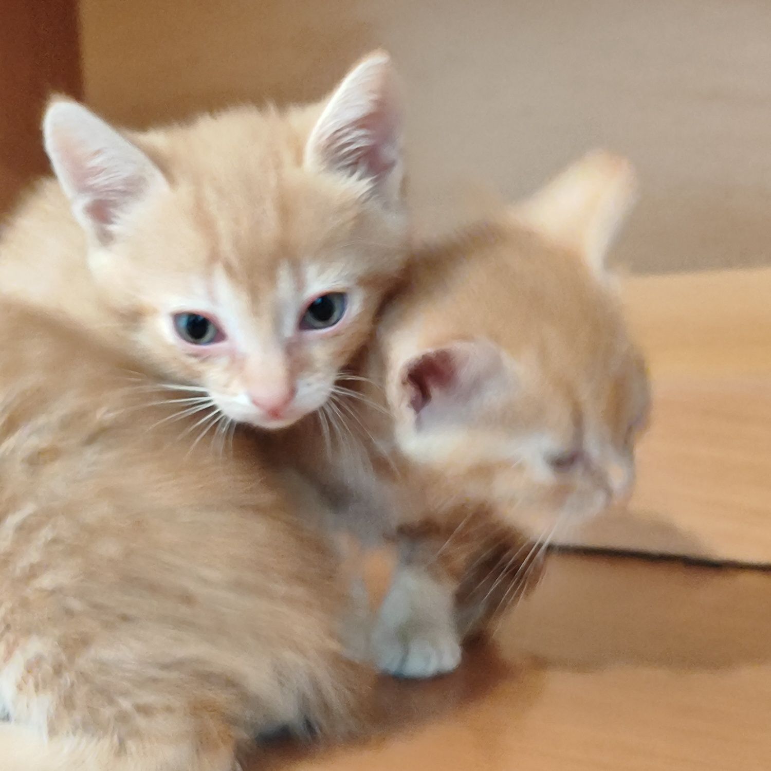 Отдам котенки мальчики бауырластар 2