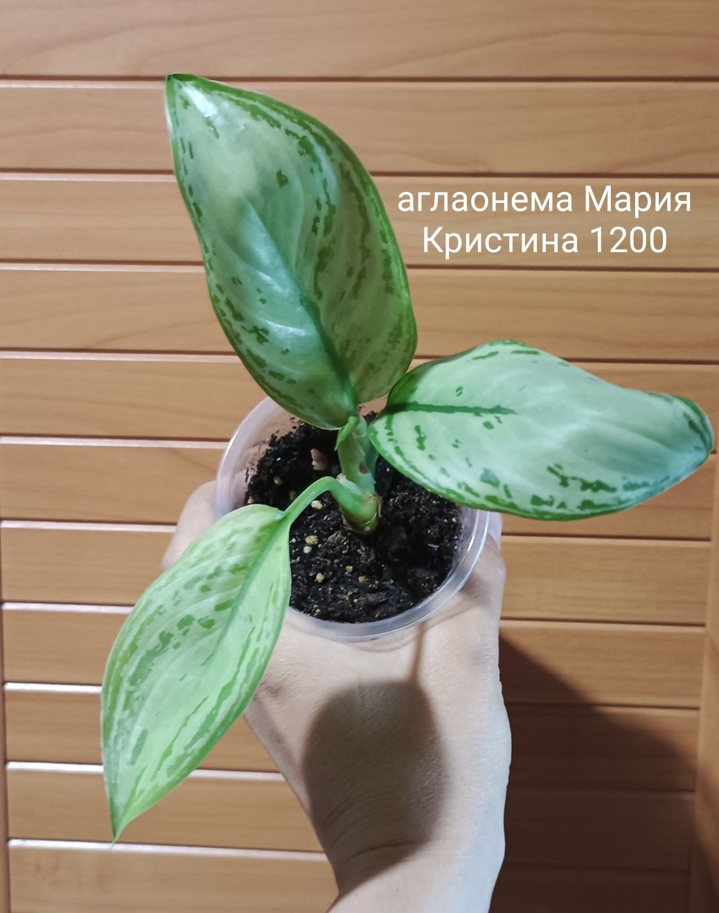 Комнатные цветы разные
