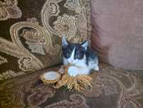 Котёнок. Девочка