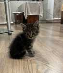2 КОТЁНКА в хорошие руки