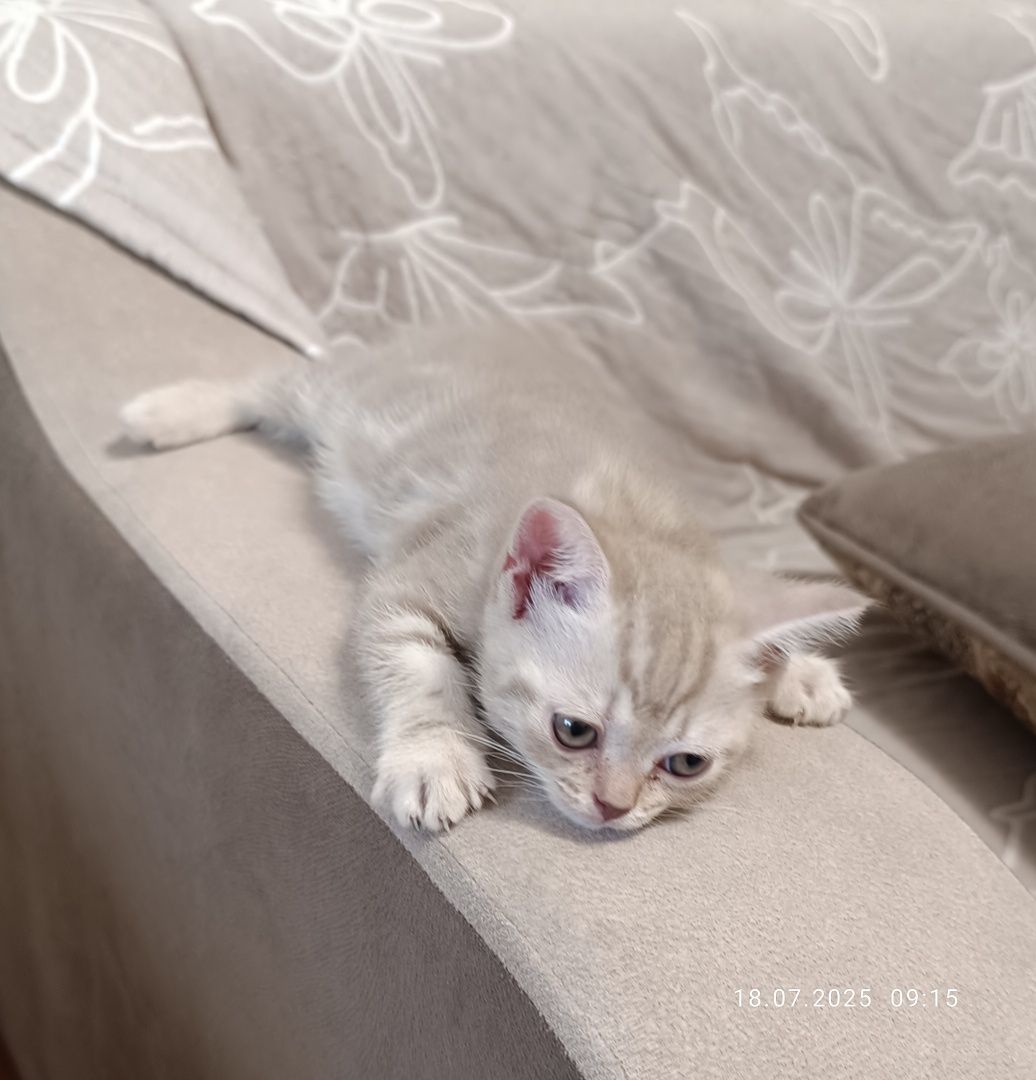 Котята шотландские